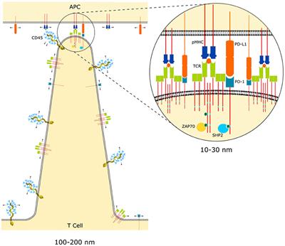 Tethered Signaling in Inhibitory Immune Receptors
